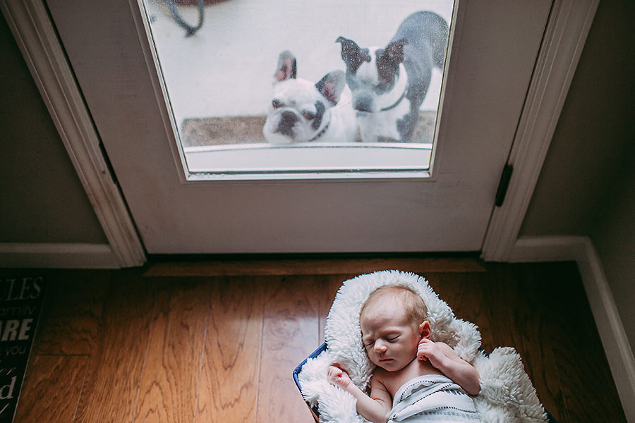 Sacramento area newborn photography with pets