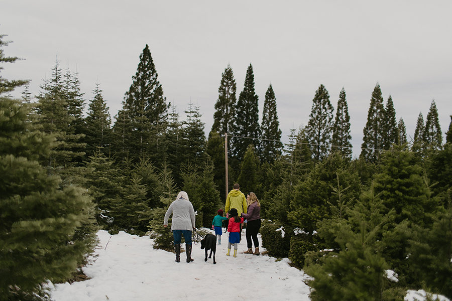 Apple Hill Christmas Tree Hunt Photographer